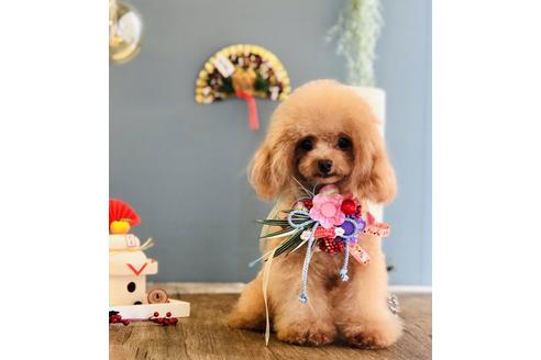 販売中のティーカッププードルの親犬